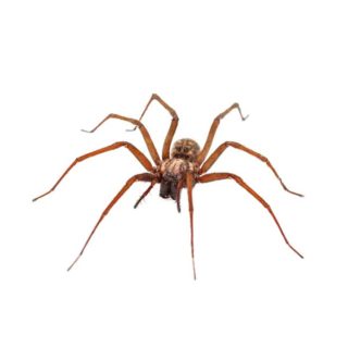 House Spider identification in Russellville AR |  Delta Pest Control Inc