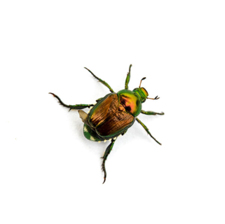 Japanese Beetle identification in Russellville AR |  Delta Pest Control Inc