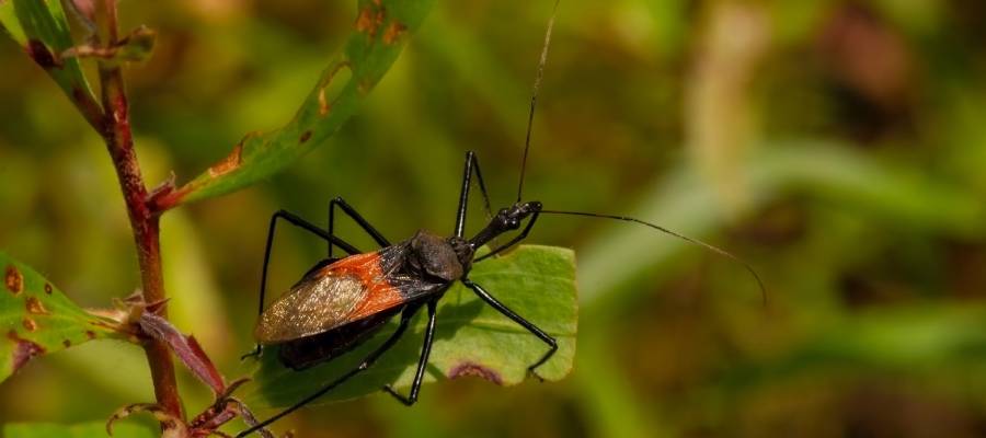 Kiss And Tell Your Doctor The Kissing Bug And Chagas Disease 