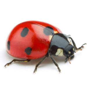 Ladybug identification in Russellville AR |  Delta Pest Control Inc