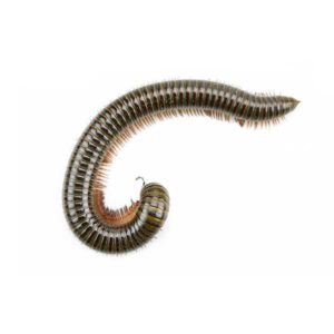 Millipede identification in Russellville AR |  Delta Pest Control Inc