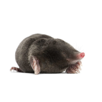 Mole identification in Russellville AR |  Delta Pest Control Inc