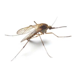 Mosquito identification in Russellville AR |  Delta Pest Control Inc