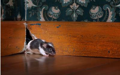 a mouse coming out of a hole in a baseboard