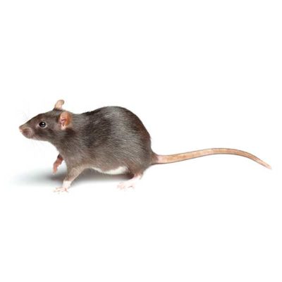 Norway Rat identification in Russellville AR |  Delta Pest Control Inc
