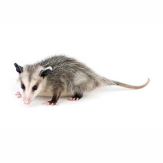 Opossum identification in Russellville AR |  Delta Pest Control Inc