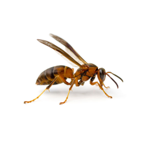 Paper Wasp identification in Russellville AR |  Delta Pest Control Inc