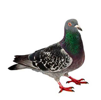 Pigeon identification in Russellville AR |  Delta Pest Control Inc