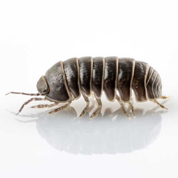 Pillbug identification in Russellville AR |  Delta Pest Control Inc