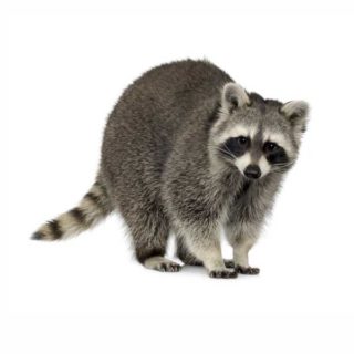 Raccoon identification in Russellville AR |  Delta Pest Control Inc
