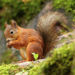 Red Squirrel identification in Russellville AR |  Delta Pest Control Inc