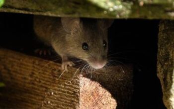 a rodent lurks in the walls of an arkansas home