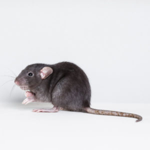 Roof Rat identification in Russellville AR |  Delta Pest Control Inc