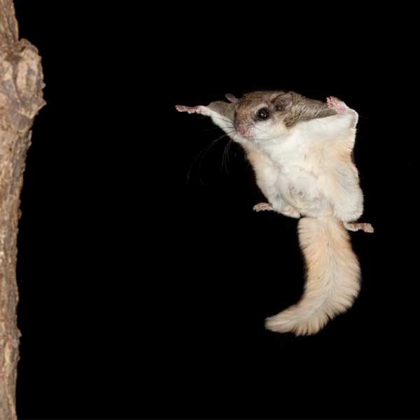 Southern Flying Squirrel identification in Russellville AR |  Delta Pest Control Inc