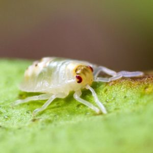Spider Mite identification in Russellville AR |  Delta Pest Control Inc