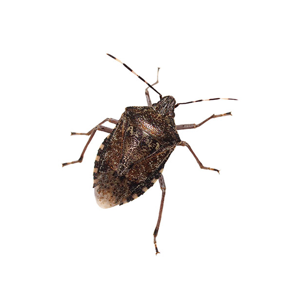Stink Bug identification in Russellville AR |  Delta Pest Control Inc