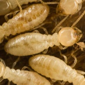 Subterranean Termite Identification in Russellville AR |  Delta Pest Control Inc
