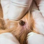 tick hidden in dog's fur - what do you if your dog is exposed to tick-borne illness