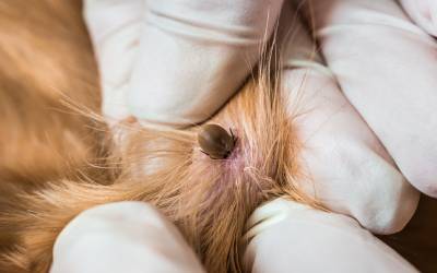 tick hidden in dog's fur - what do you if your dog is exposed to tick-borne illness