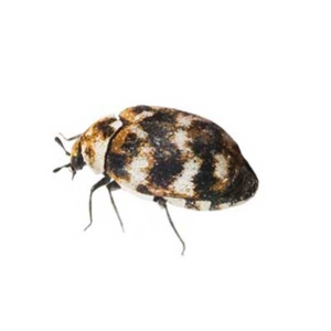 Varied Carpet Beetle identification in Russellville AR |  Delta Pest Control Inc