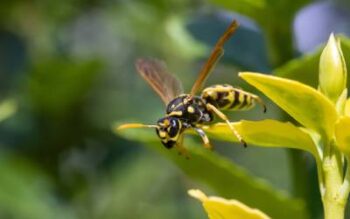 a close up of a wasp in nature