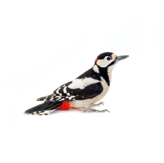 Woodpecker identification in Russellville AR |  Delta Pest Control Inc